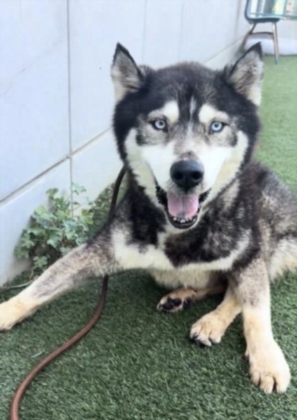 Siberian Husky available for adoption