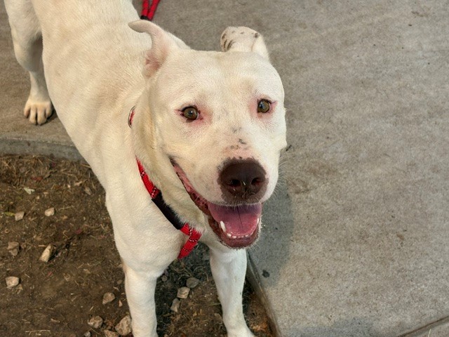 Atticus, a Pit Bull Terrier (mix breed), available for adoption