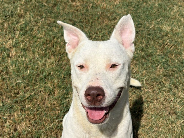 Atticus, a Pit Bull Terrier (mix breed), available for adoption
