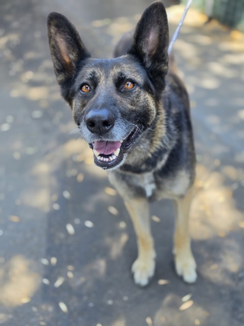 German Shepherd (mix breed) available for adoption