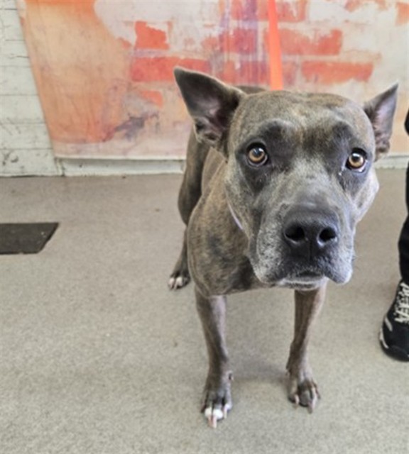 Pit Bull Terrier (mix breed) available for adoption