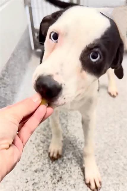 German Shorthaired Pointer available for adoption