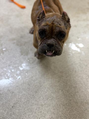 Hazel, a American Bulldog (mix breed), available for adoption