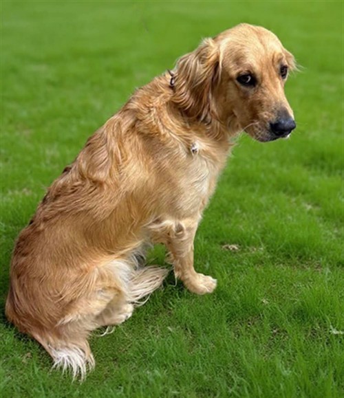 Cash, a Golden Retriever, available for adoption