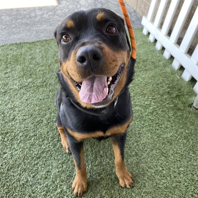 Lily, a Rottweiler, available for adoption