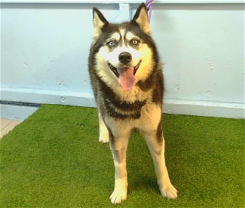 Nala, a Siberian Husky, available for adoption