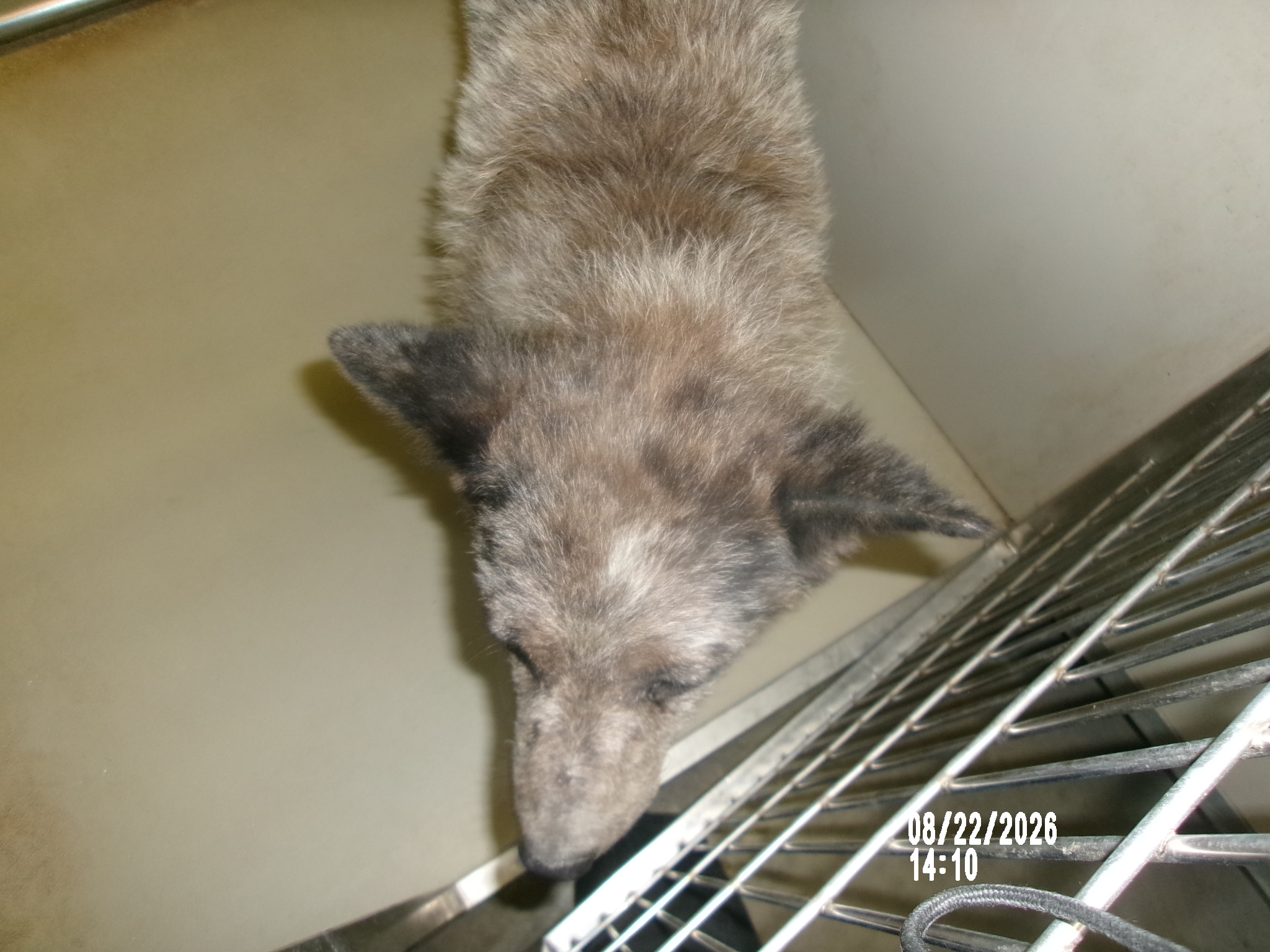 Sky, a Australian Cattle Dog/Blue Heeler (mix breed), available for adoption