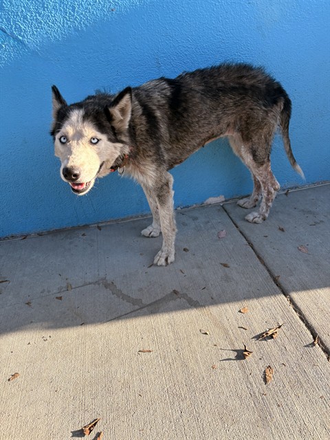 Ice, a Siberian Husky, available for adoption
