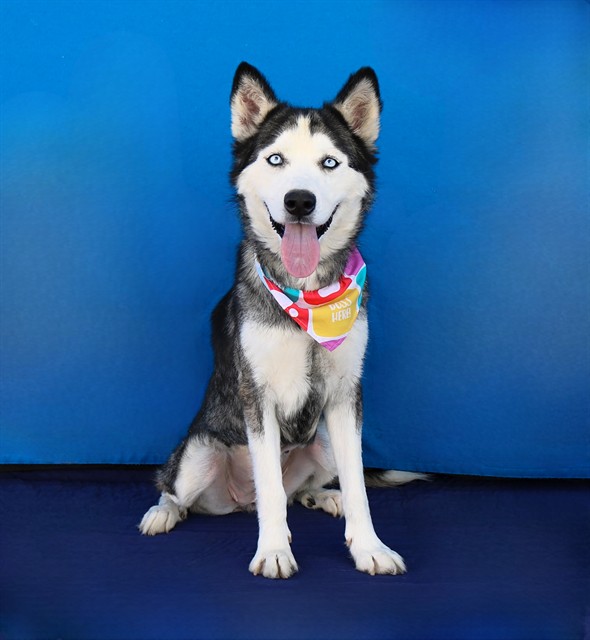 Ice, a Siberian Husky, available for adoption