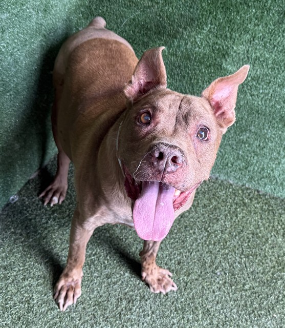 Cocoa, a Pit Bull Terrier, available for adoption