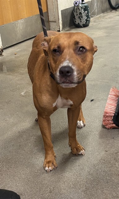 Ricotta, a Pit Bull Terrier (mix breed), available for adoption