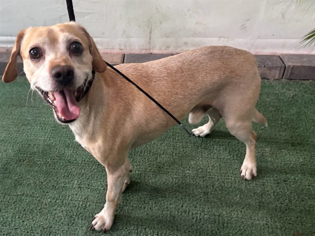 Benito, a Chihuahua, available for adoption