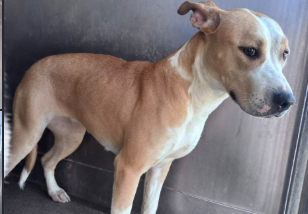 Pearl, a Pit Bull Terrier, available for adoption