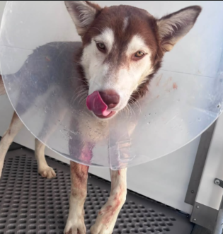 Kingston, a Siberian Husky, available for adoption