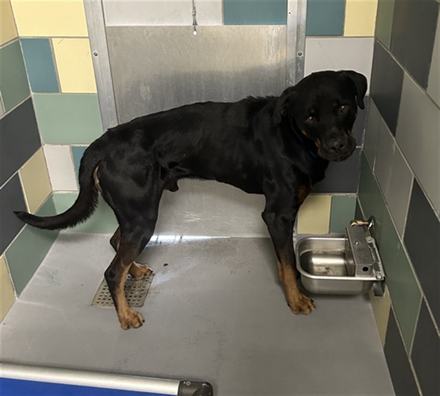 Bruce, a Rottweiler, available for adoption