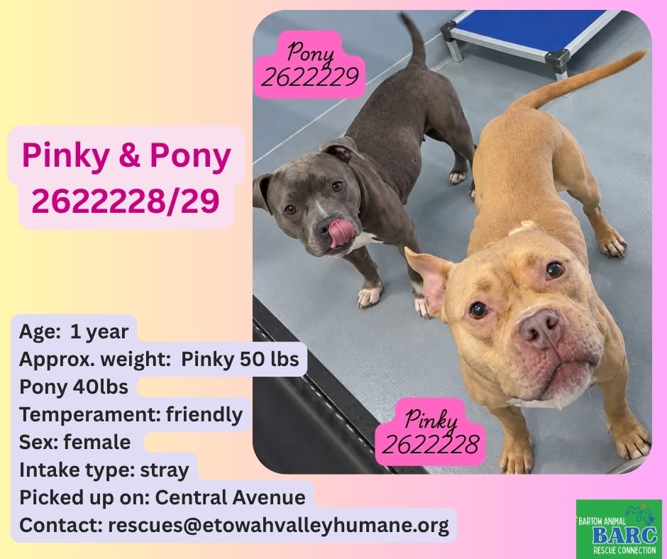 Pinky And Pony, a American Staffordshire Terrier, available for adoption