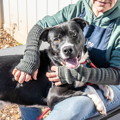 Oreo, a Pit Bull Terrier (mix breed), available for adoption