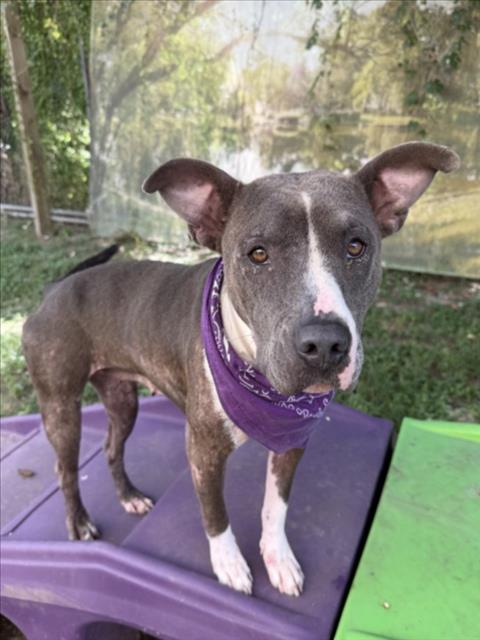 Kiley, a Staffordshire Bull Terrier (mix breed), available for adoption