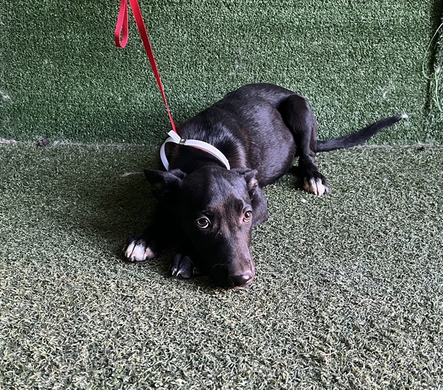 Cincinnati, a German Shepherd, available for adoption