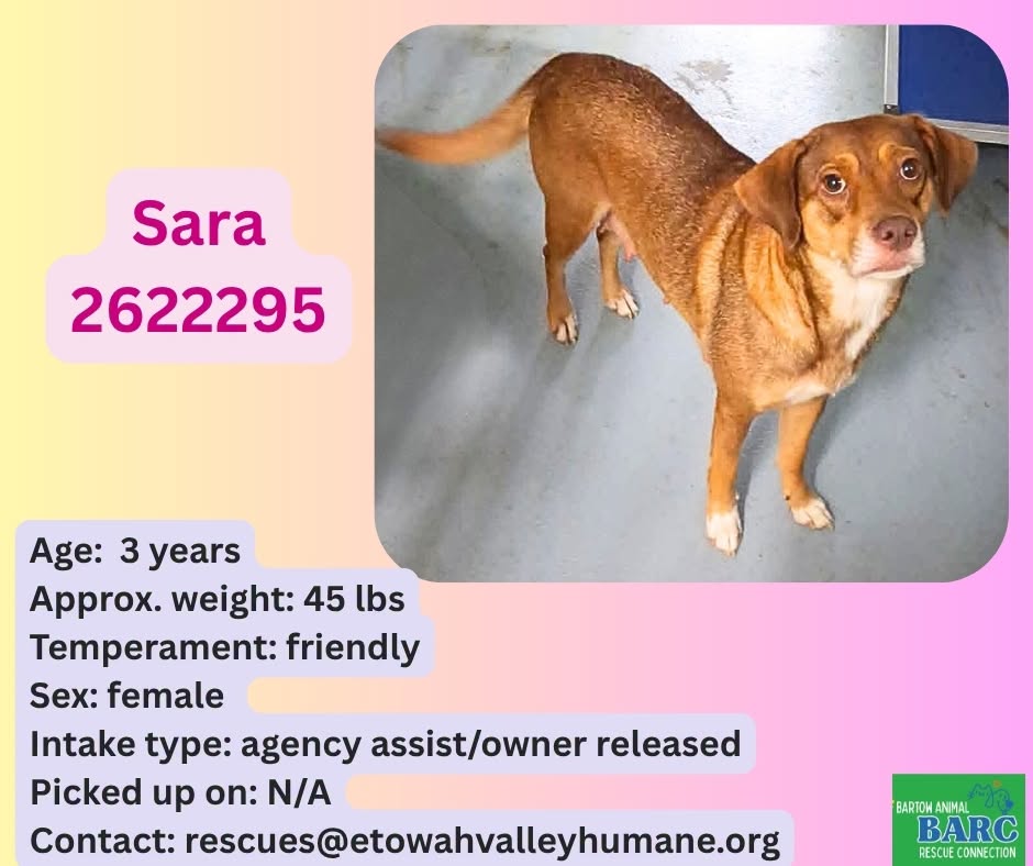 Sara, a Retriever, available for adoption