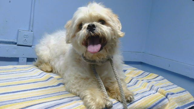 A5801557, a Lhasa Apso, available for adoption