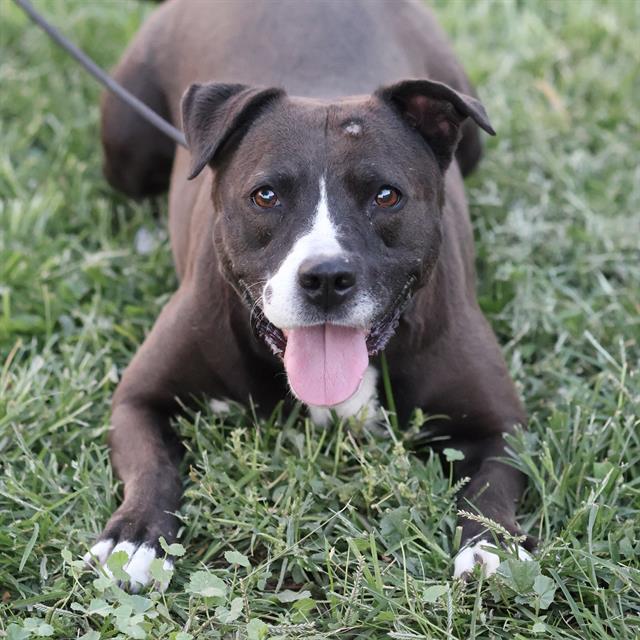Princess, a Pit Bull Terrier, available for adoption
