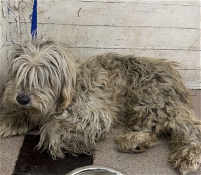 A598141, a Sheep Dog (mix breed), available for adoption