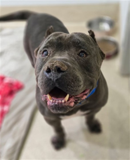Hubert, a Pit Bull Terrier (mix breed), available for adoption