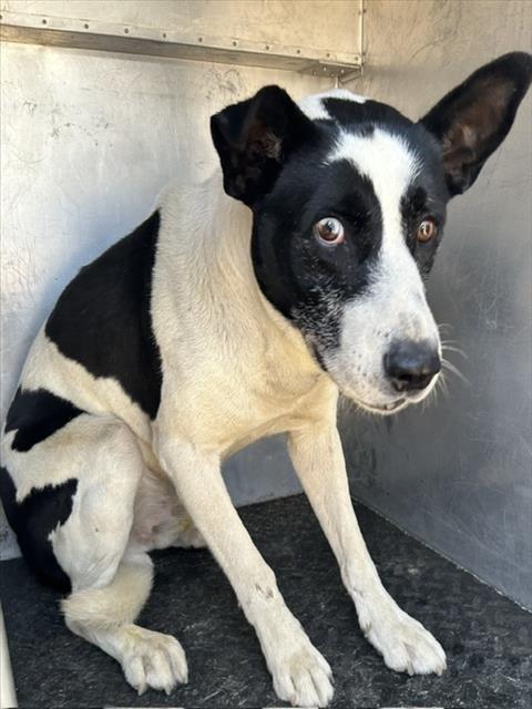 Olive, a Canaan Dog (mix breed), available for adoption
