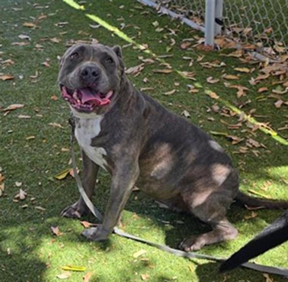 Nina, a Pit Bull Terrier, available for adoption