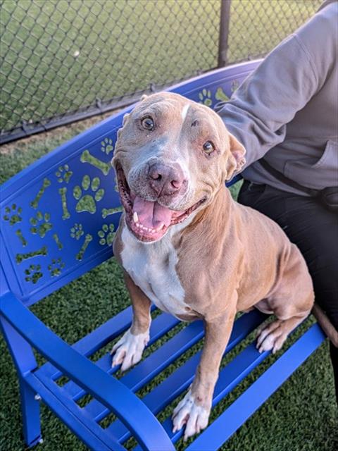 Chester, a American Staffordshire Terrier (mix breed), available for adoption