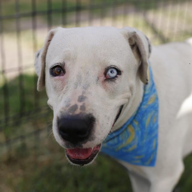 Demi Lopawdo, a Catahoula Leopard Dog (mix breed), available for adoption
