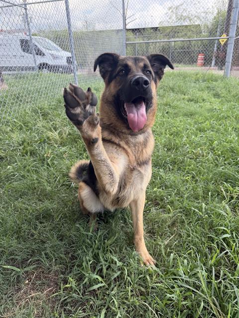 Chase, a German Shepherd (mix breed), available for adoption