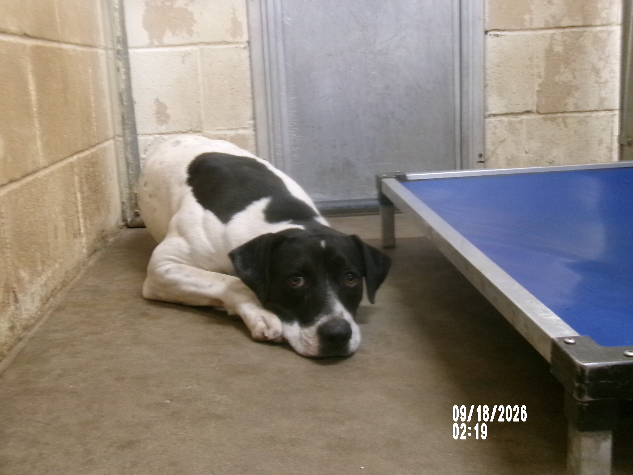 Sharp, a Canaan Dog (mix breed), available for adoption