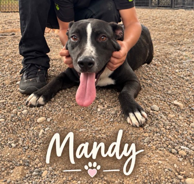Mandy, a Pit Bull Terrier (mix breed), available for adoption