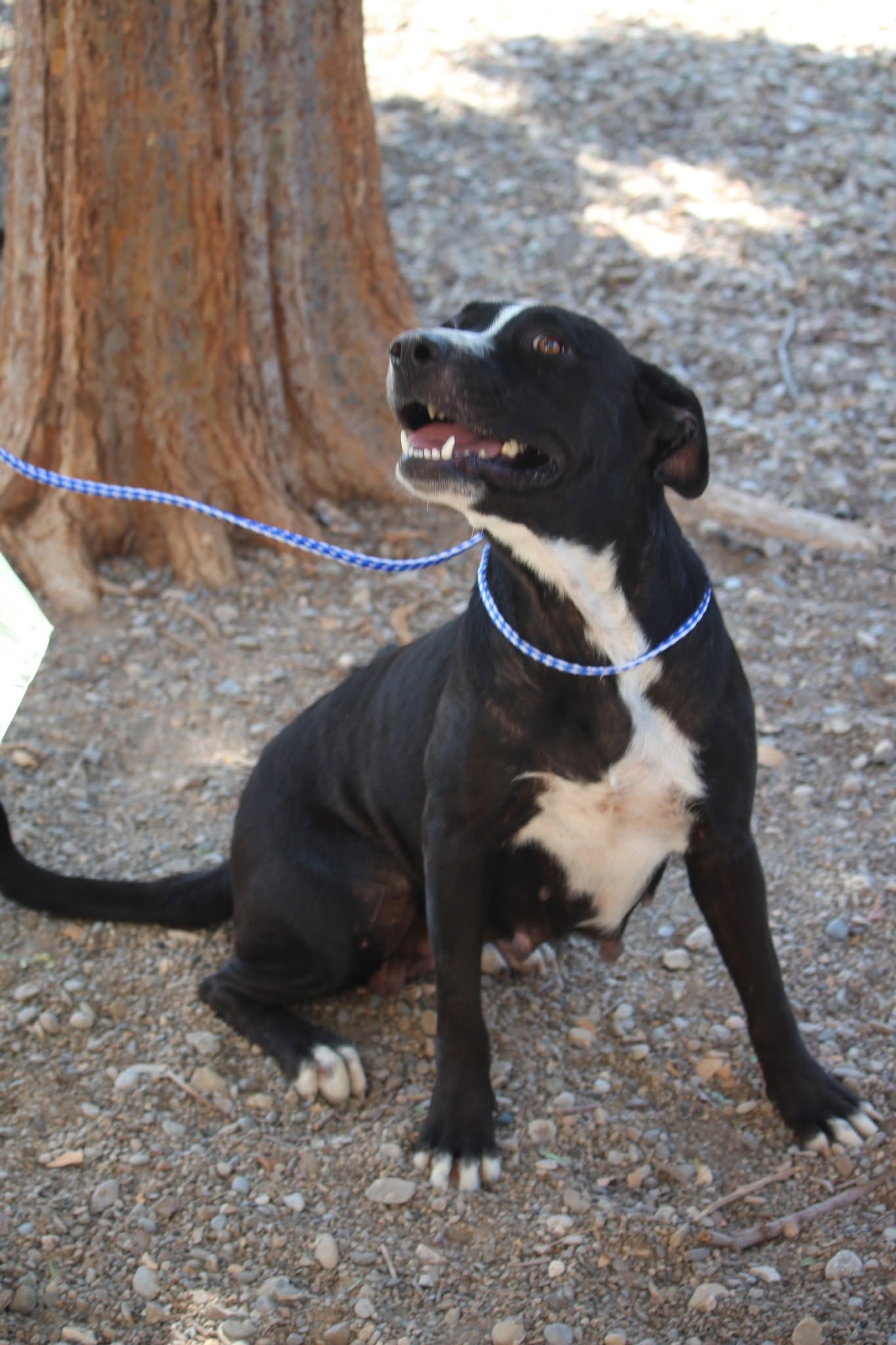 Other Photos of thie Dog