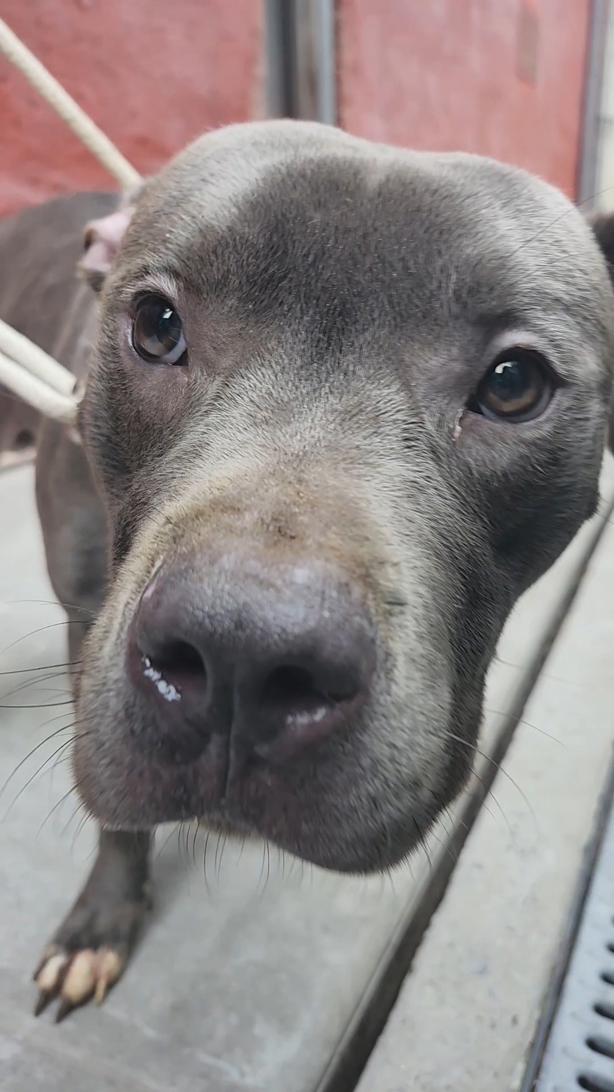 Other Photos of thie Dog