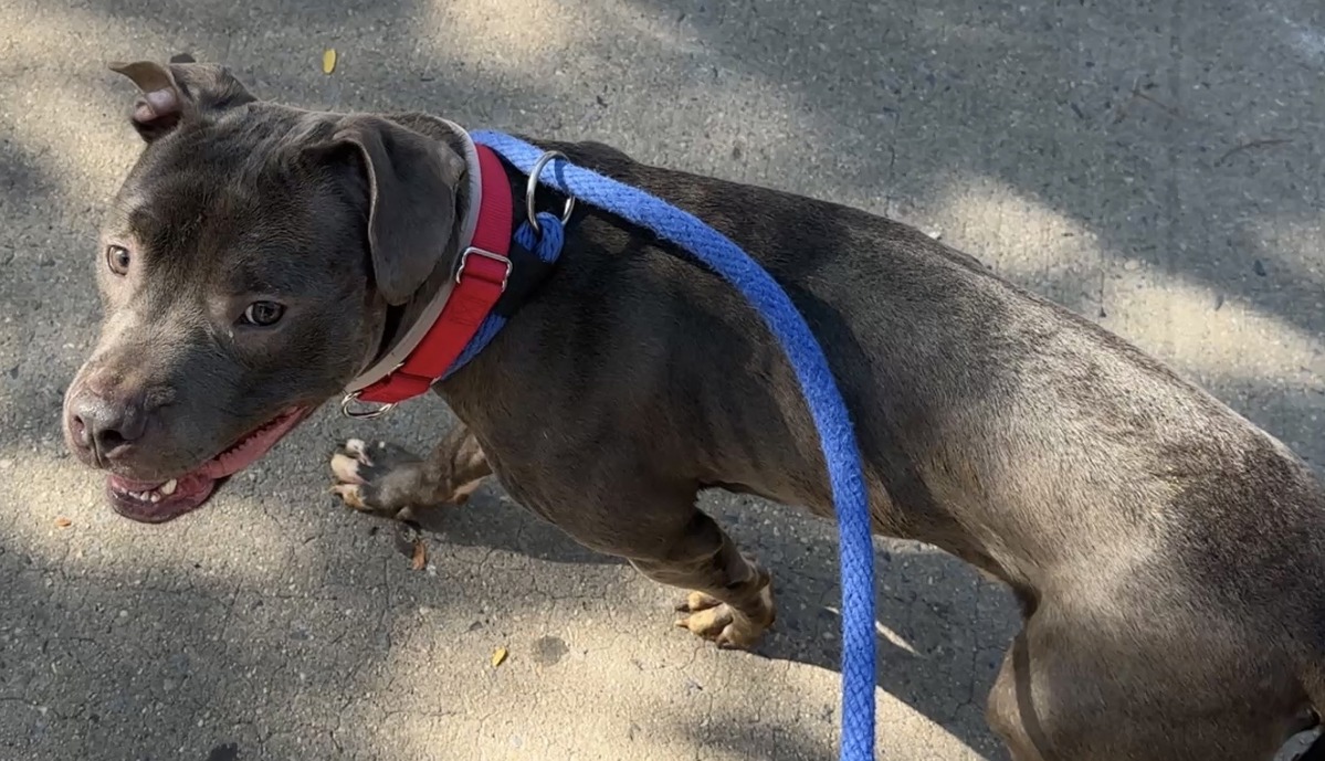 Other Photos of thie Dog