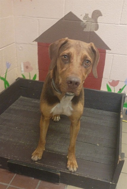Cooper, a Bloodhound, available for adoption
