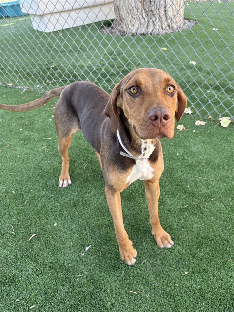 Copper, a Bloodhound, available for adoption