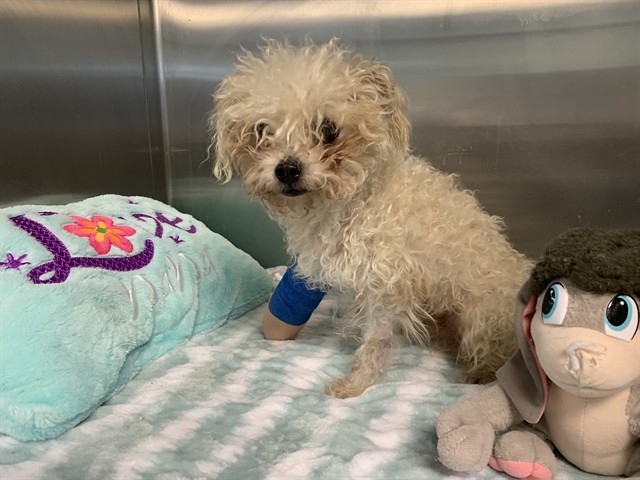 Humbert, a Maltese, available for adoption