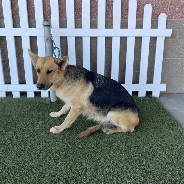 Kate, a German Shepherd, available for adoption