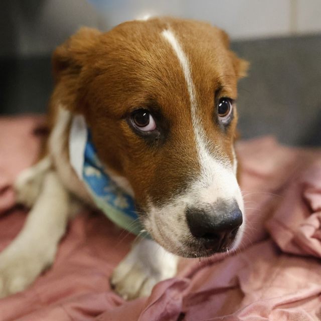 Sally, a Collie (mix breed), available for adoption