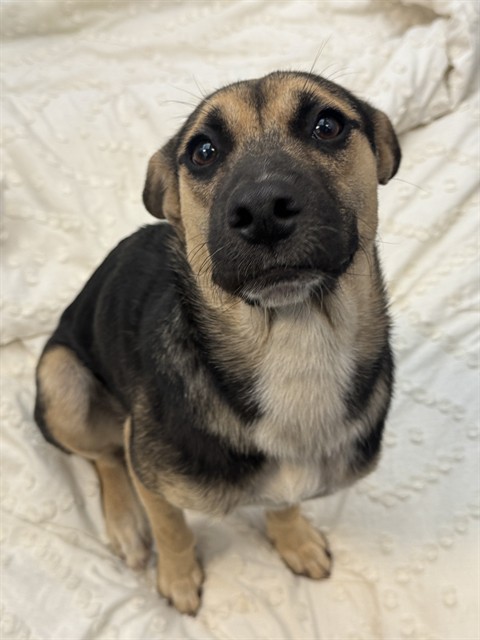 Destiny, a German Shepherd (mix breed), available for adoption