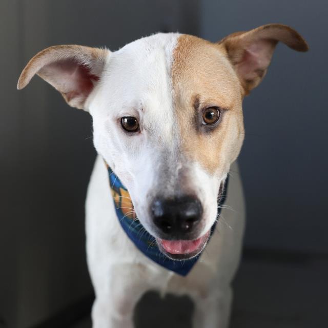 Lefty, a American Staffordshire Terrier (mix breed), available for adoption