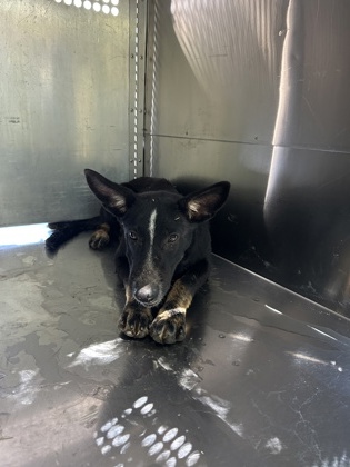 Squiggly Sam, a Shepherd, available for adoption