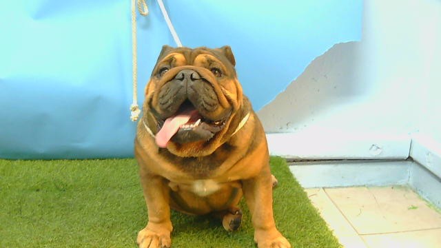 Gordo, a American Bulldog, available for adoption