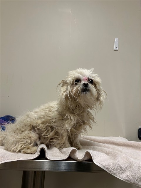 A5806246, a Maltese, available for adoption
