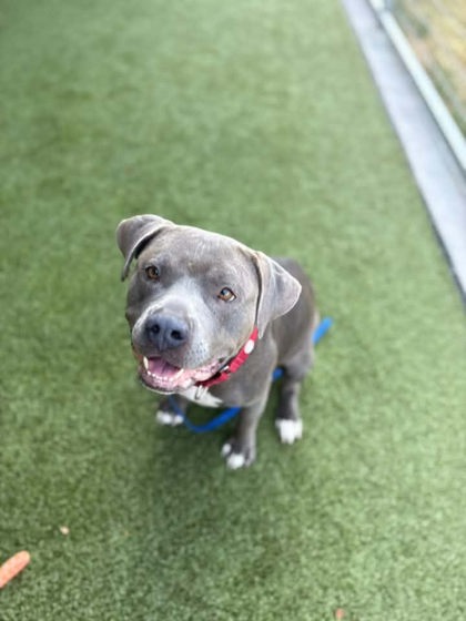 Shelby, a Pit Bull Terrier, available for adoption