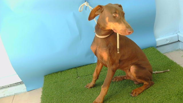 A5807355, a Doberman Pinscher, available for adoption